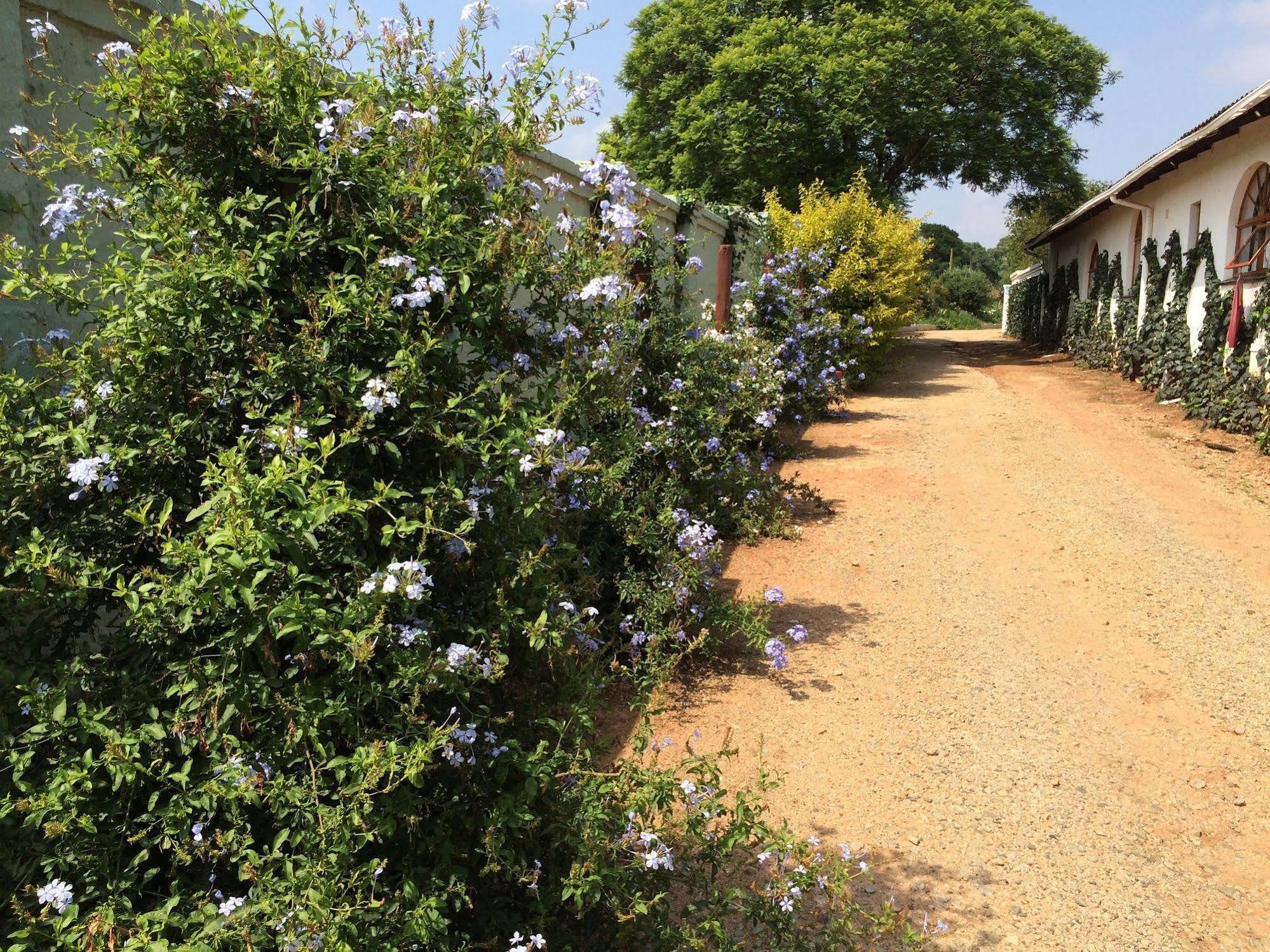 Blue Mango Lodge Kempton Park Extérieur photo